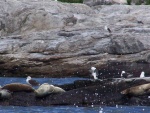 Playful seal (lower left corner)
