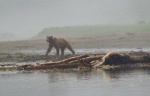 The first brown bear we saw on this trip to AK.  And he CHARGED through the fog at us!  Exciting to say the least! (Red Bluff Bay)