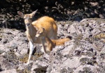 Bambi and mama at Point Baker.