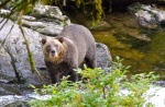 BIG brown bear was definitely aware of our presence.  Anan Bay, AK.