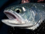 Beardslee Rainbow released at Lake Cresent, Olympic NP