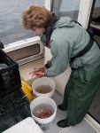 Spot Shrimp Discovery Bay