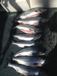 Limit!!  8 Pinks from Shipwreck Aug 20, 2013