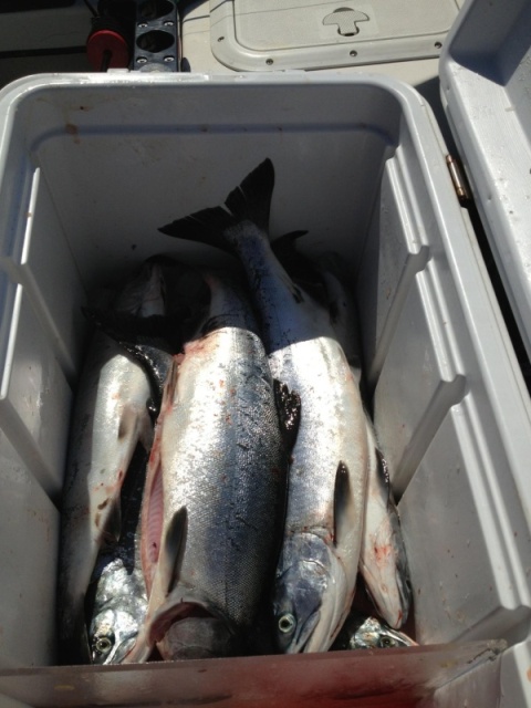 Loaded fish box!