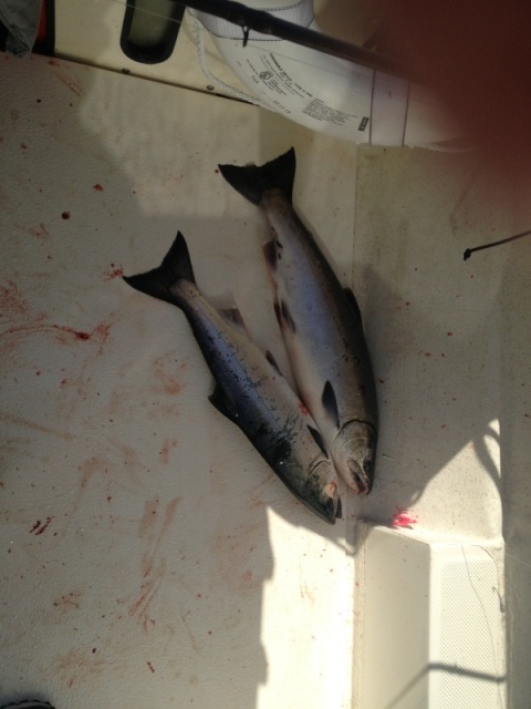 Double!  2 Coho at the same time!