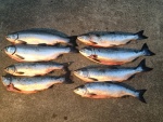 Epic Limit!  4 Coho 4 Pinks - Sep 1, 2013