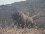 An encounter while hiking on Catalina