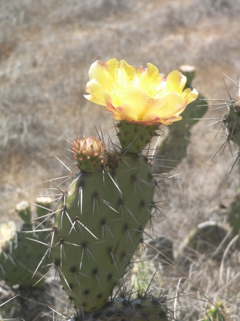 Plenty of cactuses on the island