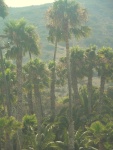 Palm trees by Isthmus Cove