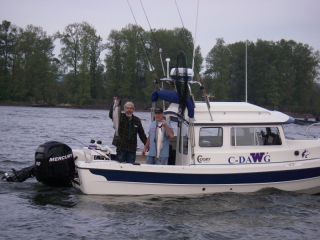 Springer limit caught at Bachelor Island, Columbia River