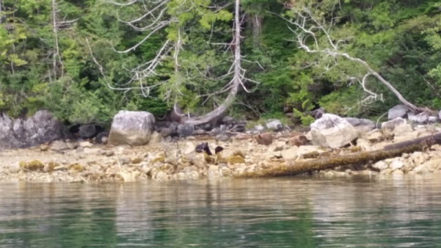 Bear sow with cubs at near Camel Rock in Nootka Sound