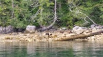 Bear sow with cubs at near Camel Rock in Nootka Sound