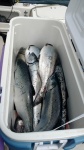 Chinook and Coho limit from Nootka