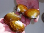 Purple Varnish Clams (aka Savory Clams) called Purple Varnish because the thin layer peels off of them like varnish peeling.  Got them at Taft beach.