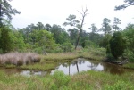 Highlight for Album: Sea Shore State Park Trail Walk2 (Broad Bay), Va. Beach, VA