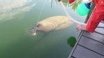 Another manatee in the marina along with schools of fish. No fishing in the marina.