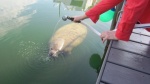  A manatee on the other side of the boat next to us.