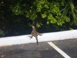 wildlife in Key Largo