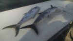 a couple more Spanish Mackerel ready for the fillet knife