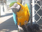 Parrot at fishing charter office
