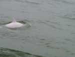 albino dolphin