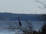 GREY HERON