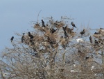 ROOKERY