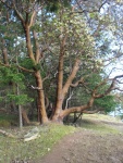 Madrona tree, Stuart Island.