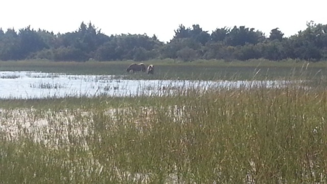 Carrot Island horses