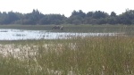 Carrot Island horses