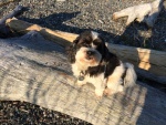 Baxter Posing at Tombolo Cove, Decatur Island