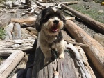 Baxter at Matia Cove