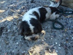 Wornout Puppy at Ewing Cove, Sucia Island