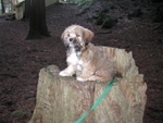 Oscar on Stump - Stuart Island - 2-21-04