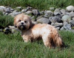 (Pat Anderson) Oscar on Cabbage Island