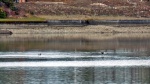 An Eagle heads towards a little duck