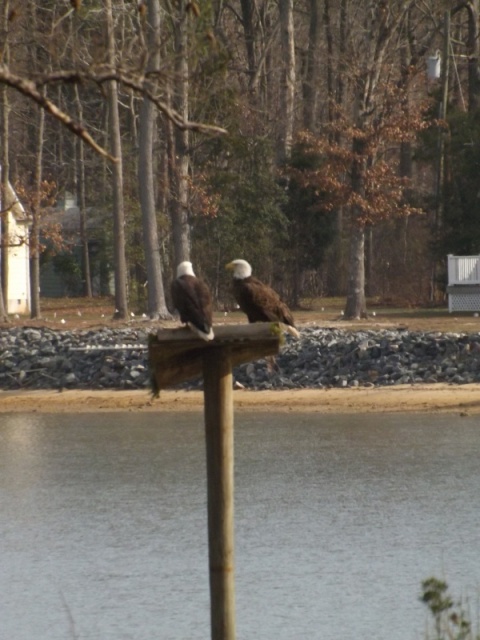 Perilously close to my Boat House!!  If they decide to nest, it will be trouble.  Fortunately, they only made a 