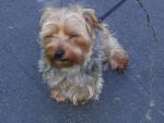 Andrew McHamish (Silky Terrier) is not fond of the water!!  He doesn't even like to LOOK at the boat...