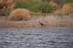 Blue Heron 2 Oak Canyon