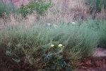 Flowers of the tumble weed