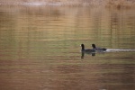 Two Coots