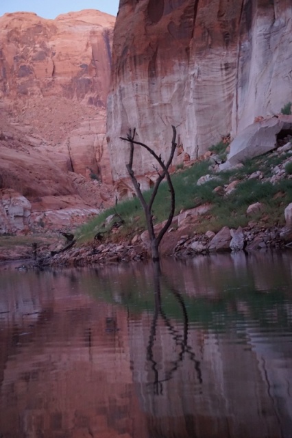 Bow tree Iceberg Canyon