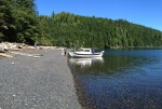 Raven on Hope Island beach, near Cape Scott and Blunden Harbor