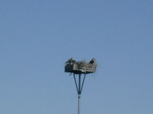 Osprey Nest