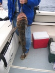 Nice Lingcod