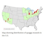 Quagga mussels