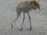 Sandhill Crane