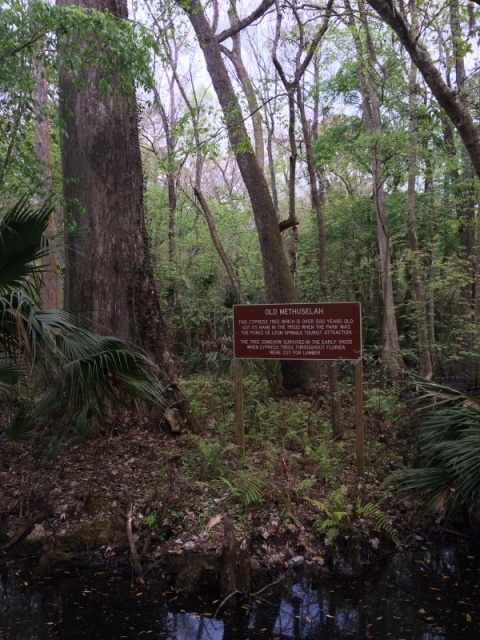 500 year old cypress \