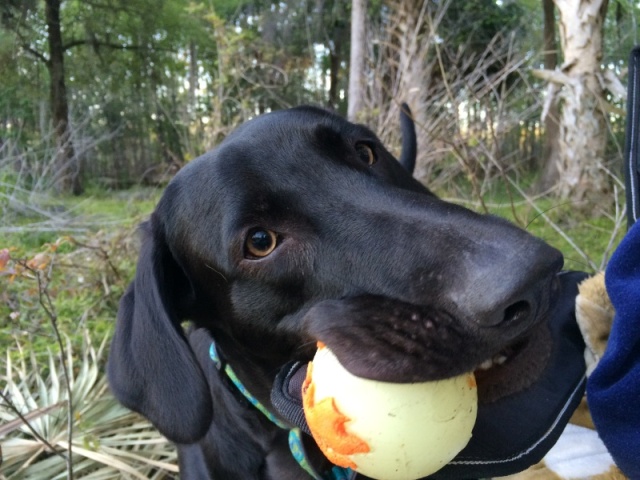 Let\'s throw that ball again!