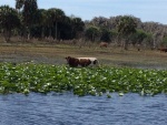 Rule number 37....when boating with cows you\'ve probably gone far enough